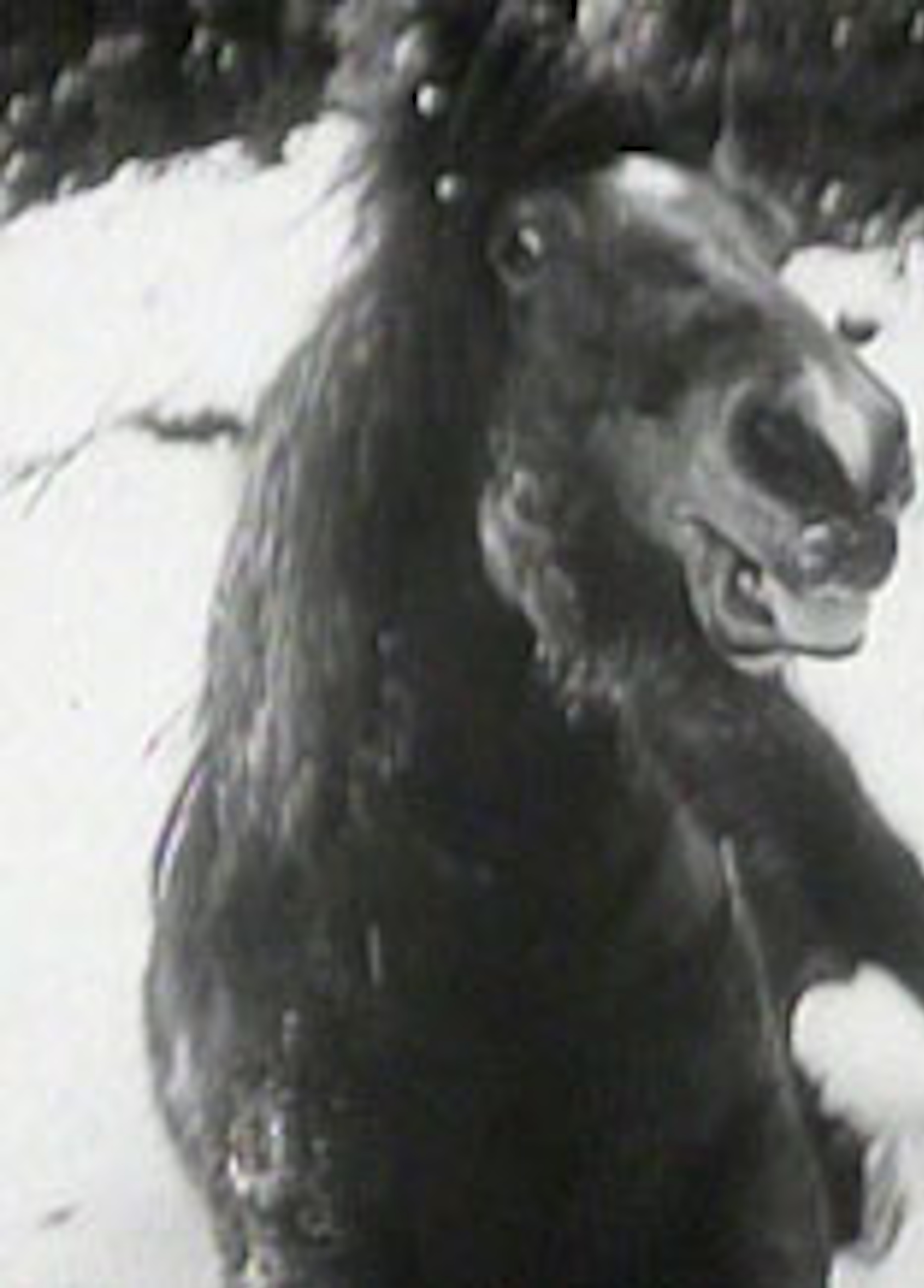 Beskrivende bilde relatert til innholdet i filmen "Skjønnheten eller udyret"