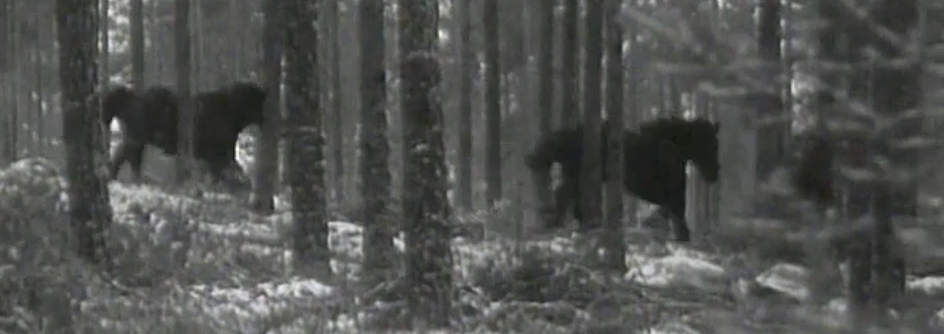 Beskrivende bilde relatert til innholdet i filmen "Skjønnheten eller udyret"
