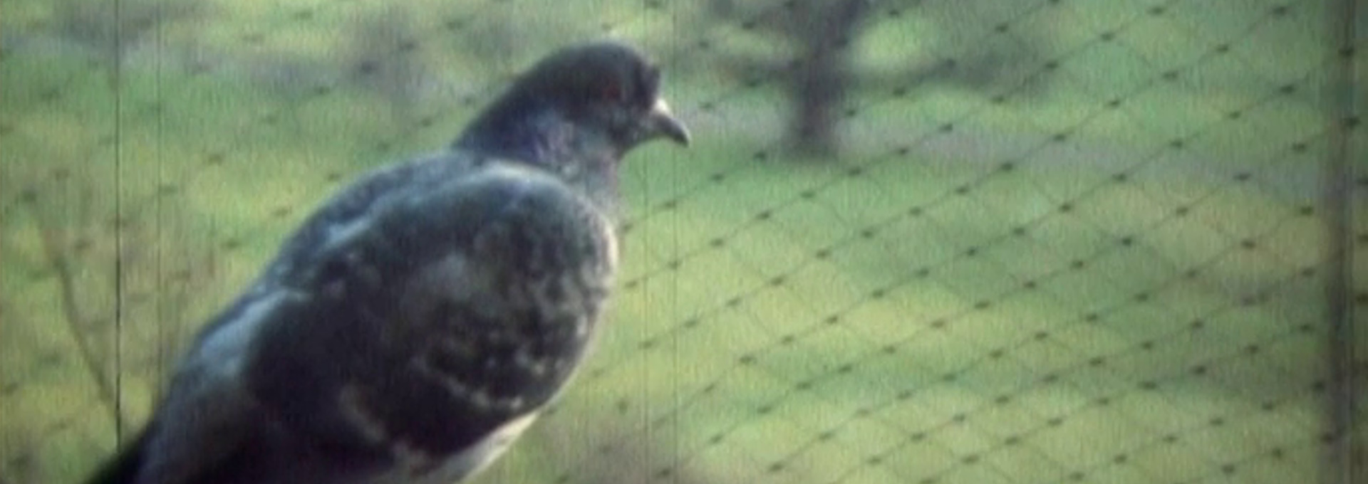 Beskrivende bilde relatert til innholdet i filmen "Lovebirds"