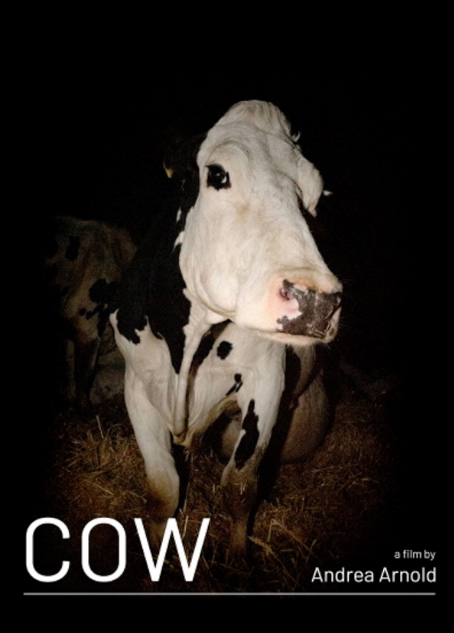 Beskrivende bilde relatert til innholdet i filmen "Cow"