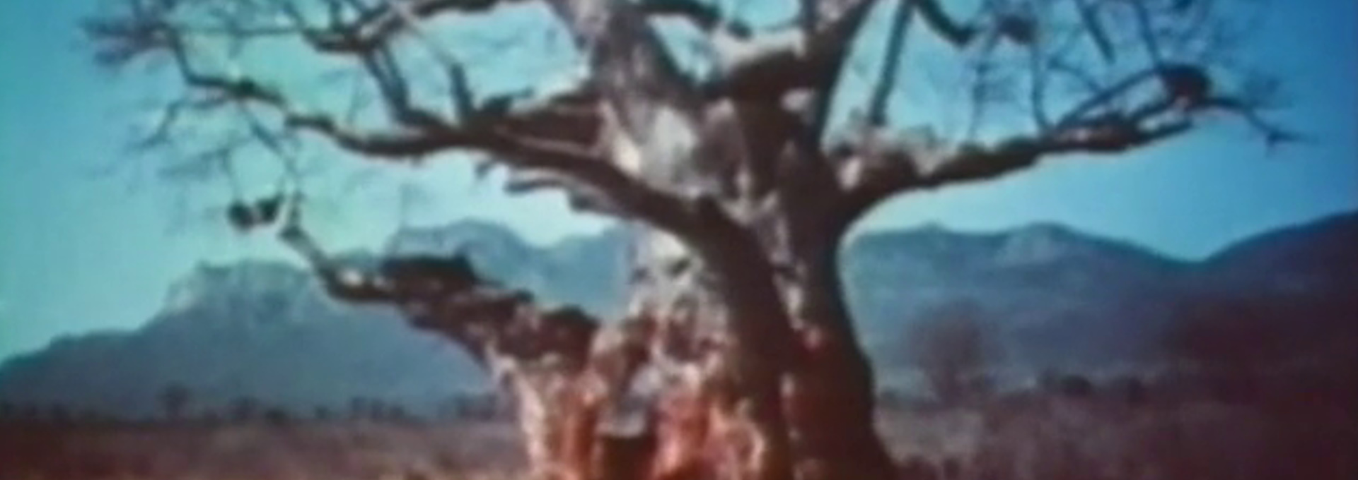 Beskrivende bilde relatert til innholdet i filmen "Baobab - et afrikansk tre"