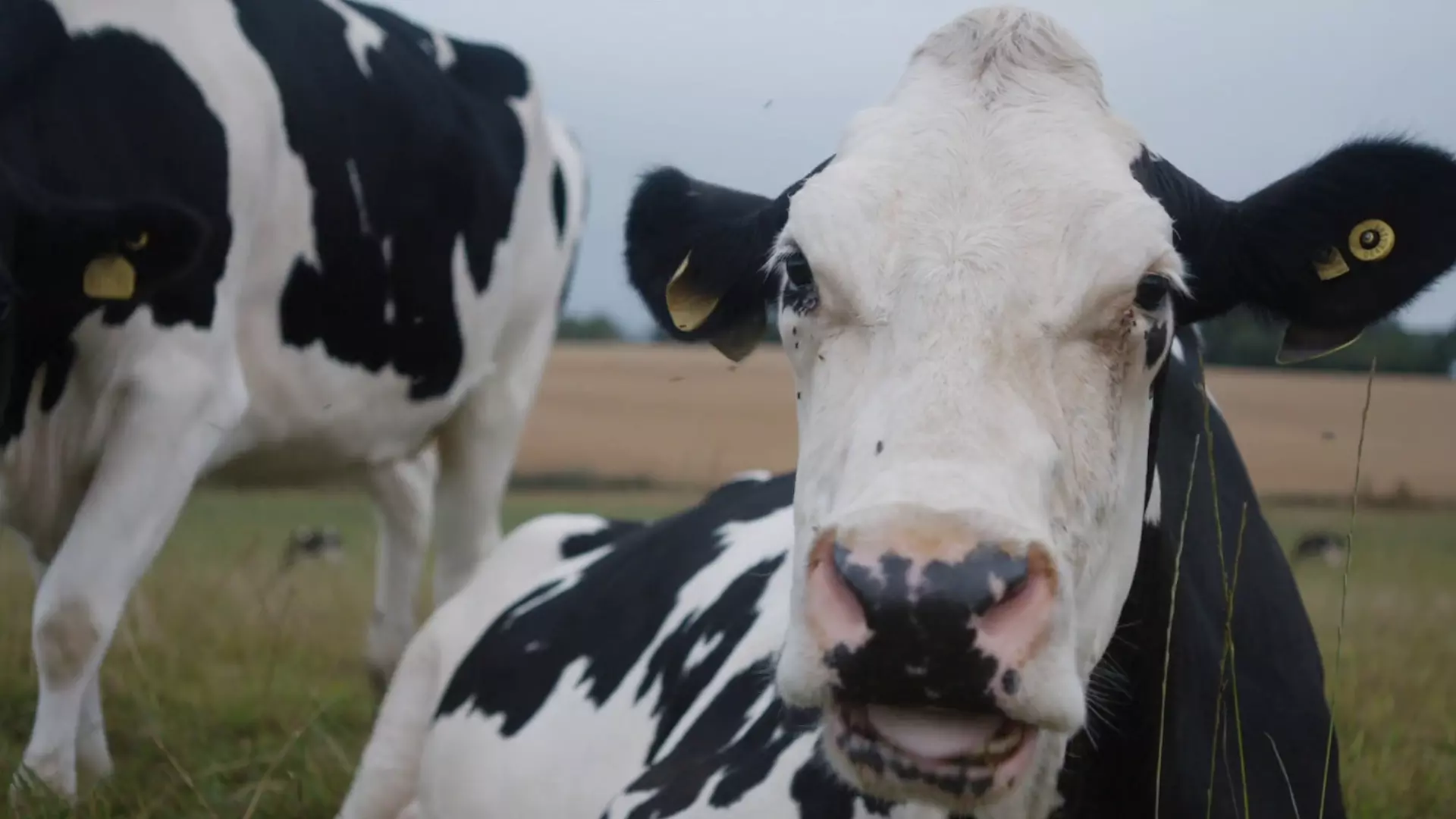 Beskrivende bilde relatert til innholdet i filmen "Cow"