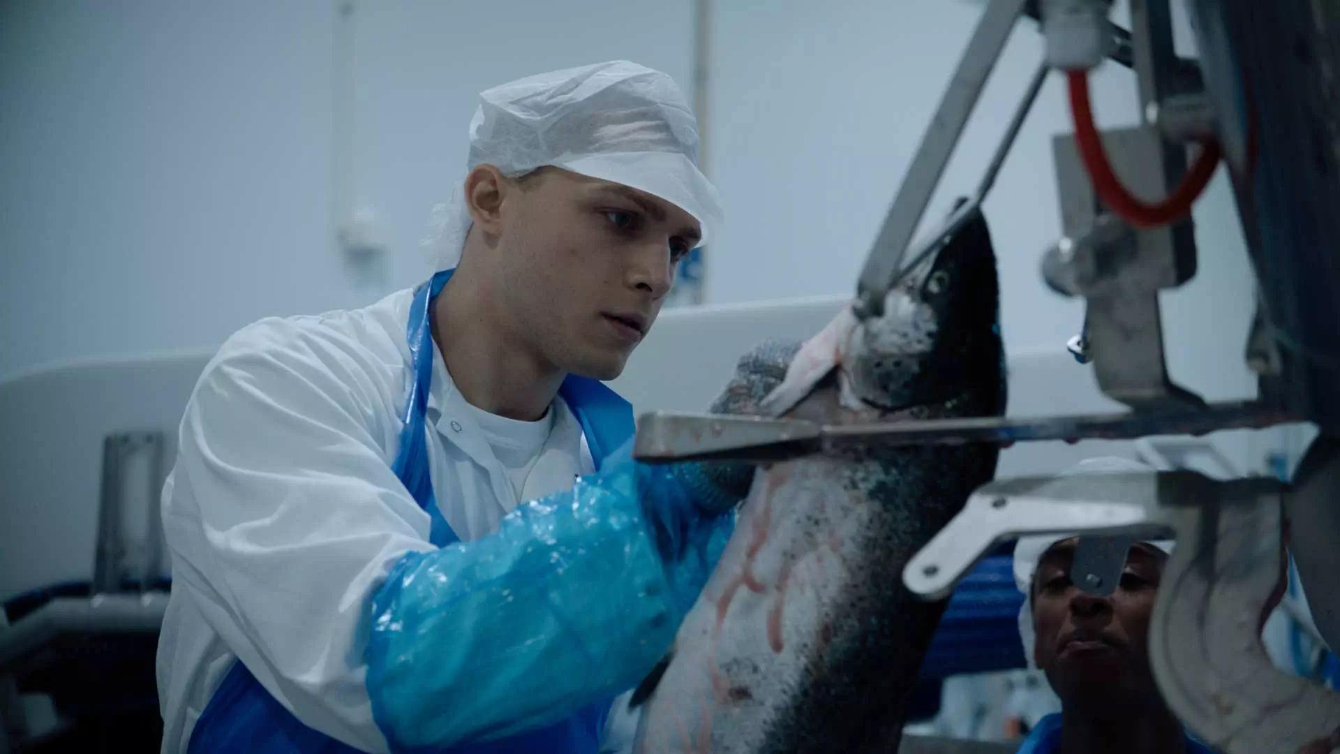 Halvnært bilde av en ung mann på en fiskefabrikk. Han har hvit hatt og frakk, blå hansker og blått forkle. Han sløyer en stor fisk. Foto