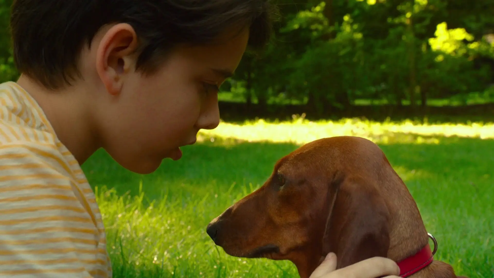 Beskrivende bilde relatert til innholdet i filmen "Wiener-dog"