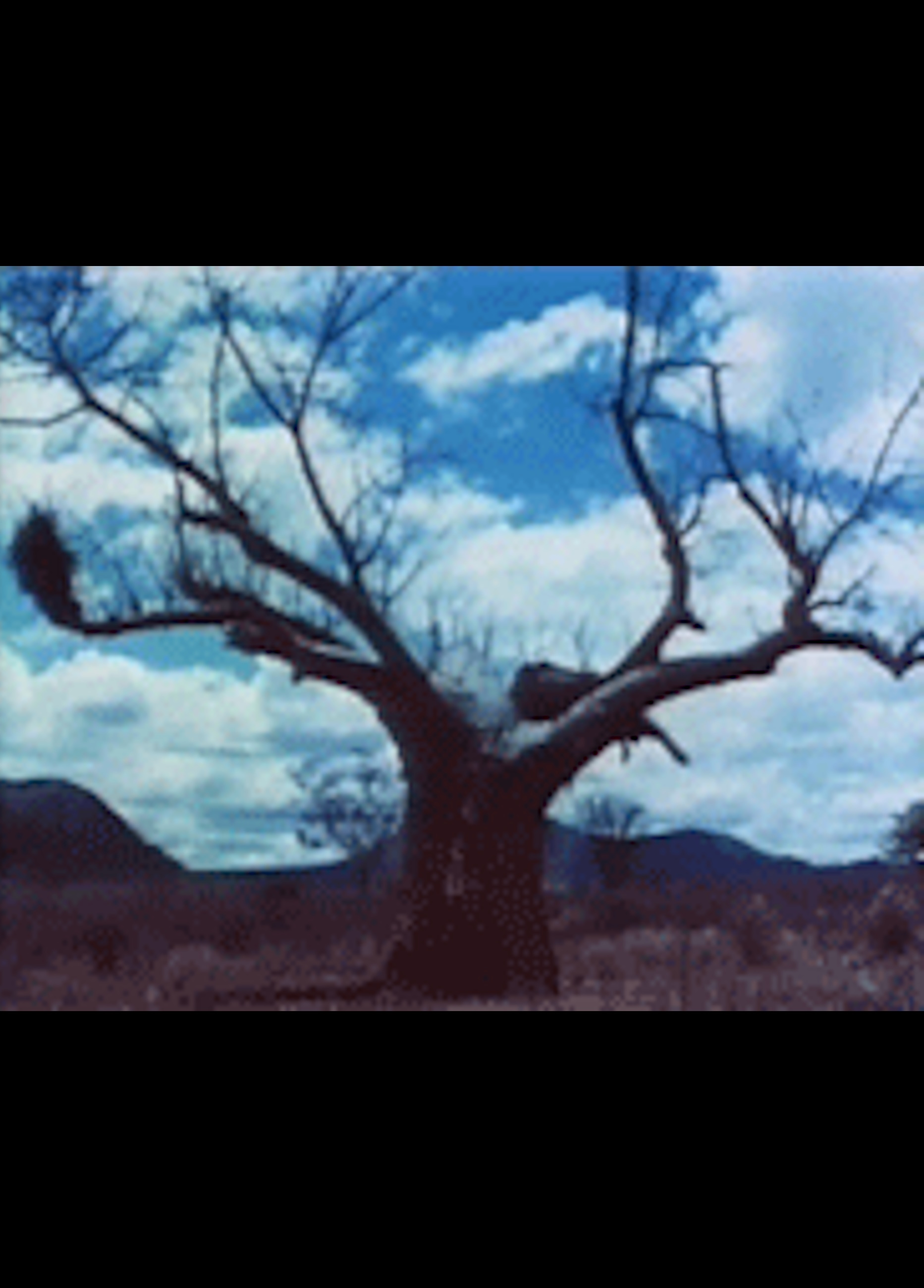 Beskrivende bilde relatert til innholdet i filmen "Baobab - et afrikansk tre"