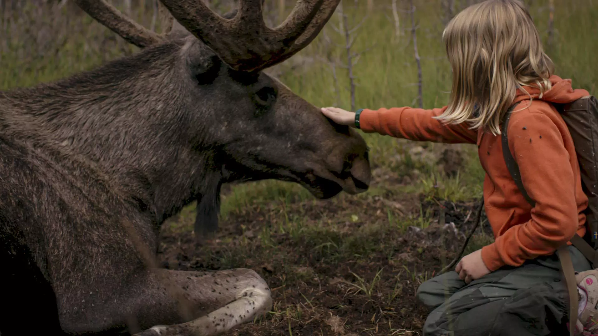 En jente på 8 år klapper en elg på mulen. Elgen ligger på bakken og jenta sitter på kne forran elgen.
