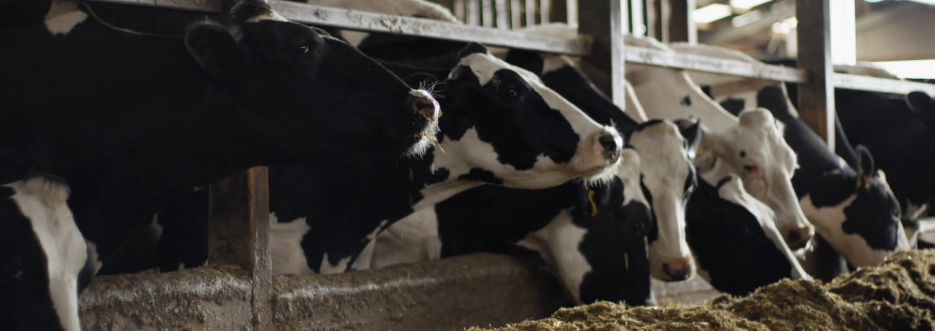 Beskrivende bilde relatert til innholdet i filmen "Cow"