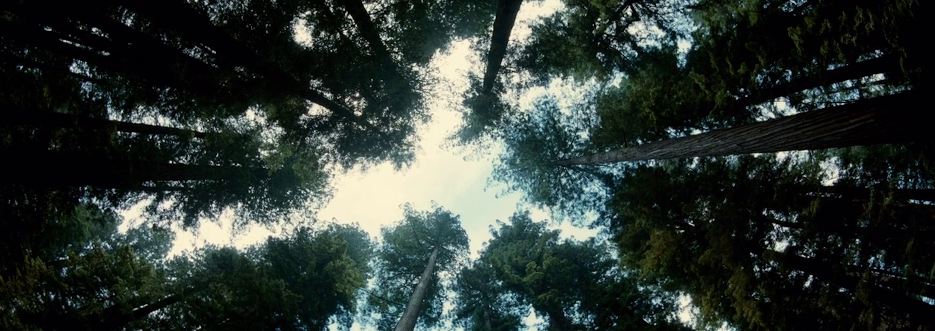 Beskrivende bilde relatert til innholdet i filmen "The Tree of Life"