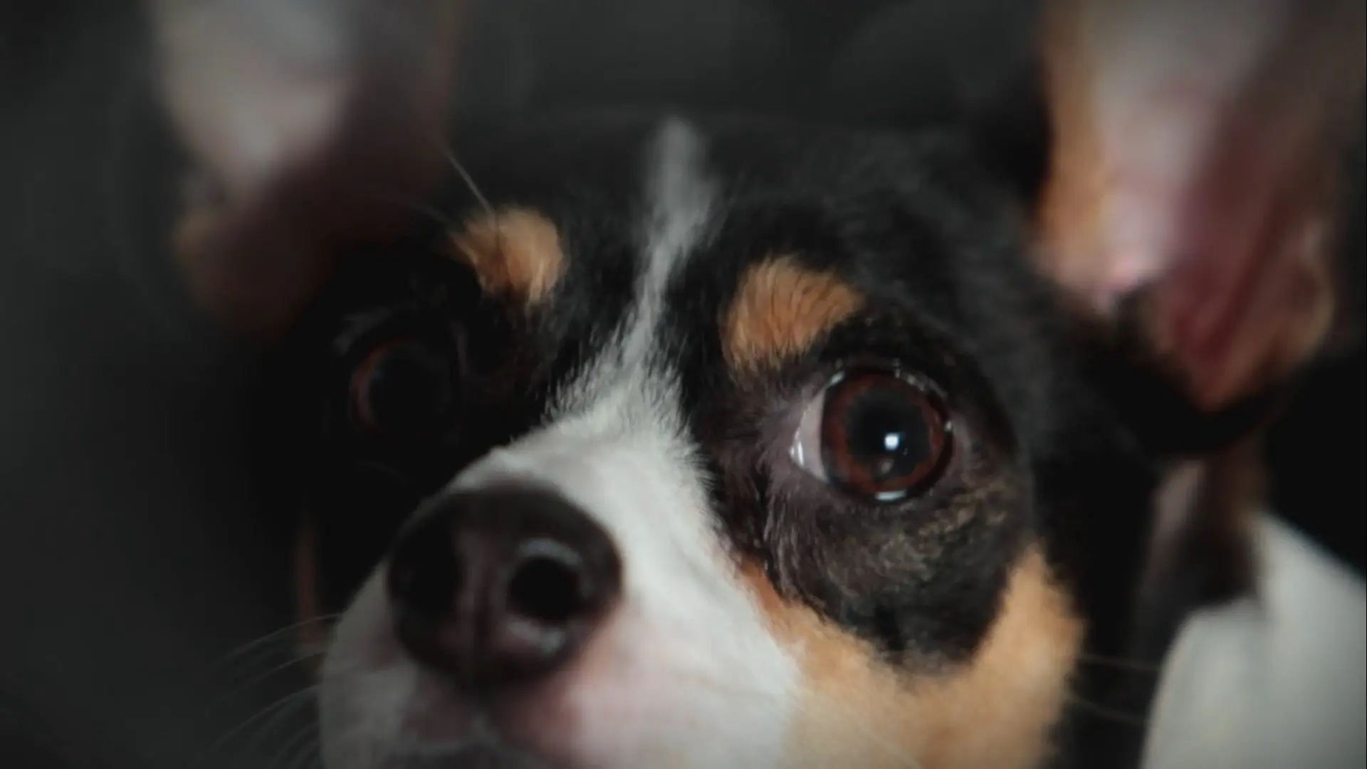 Beskrivende bilde relatert til innholdet i filmen "Heart of a Dog"
