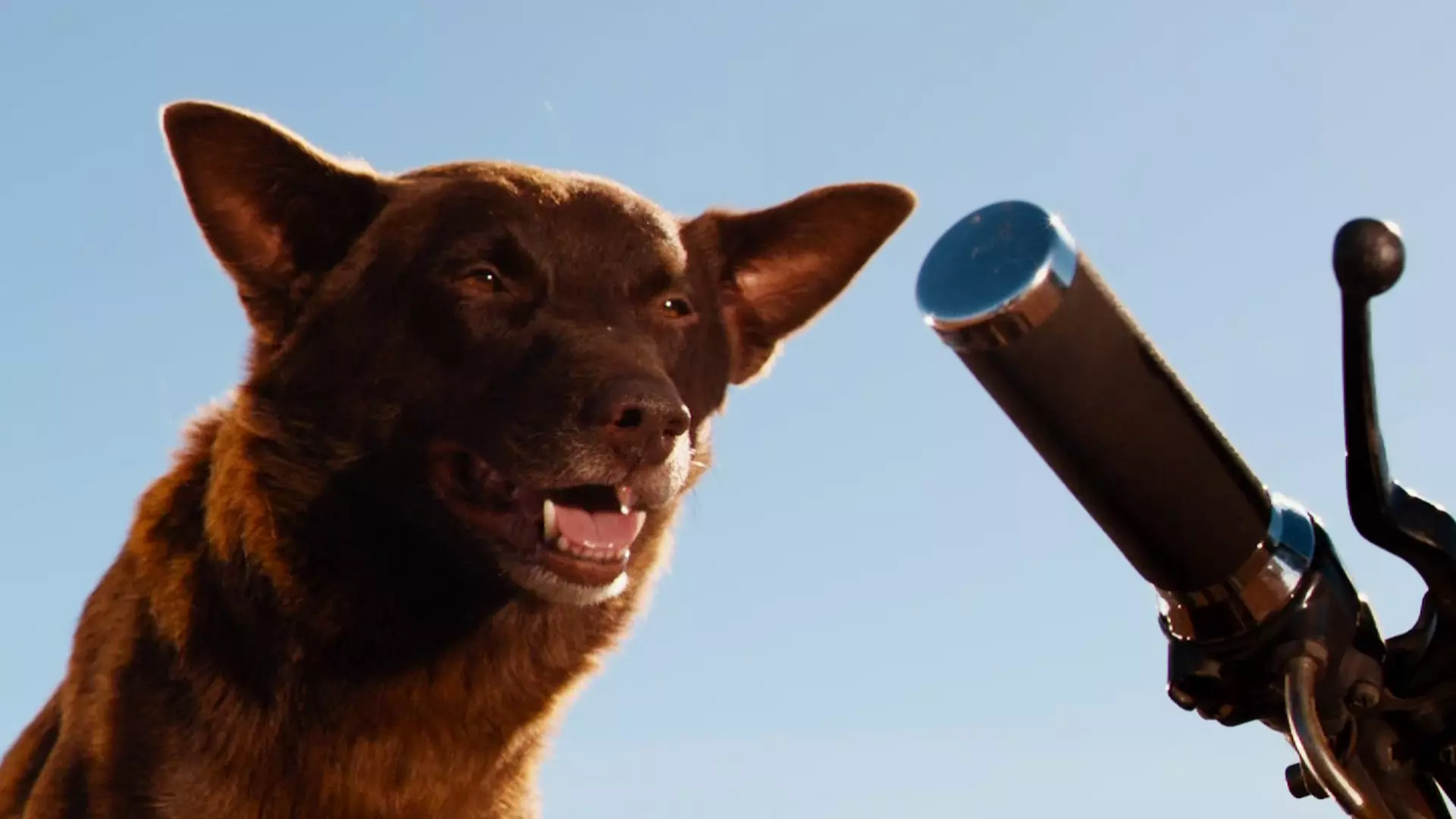 Beskrivende bilde relatert til innholdet i filmen "Red Dog"