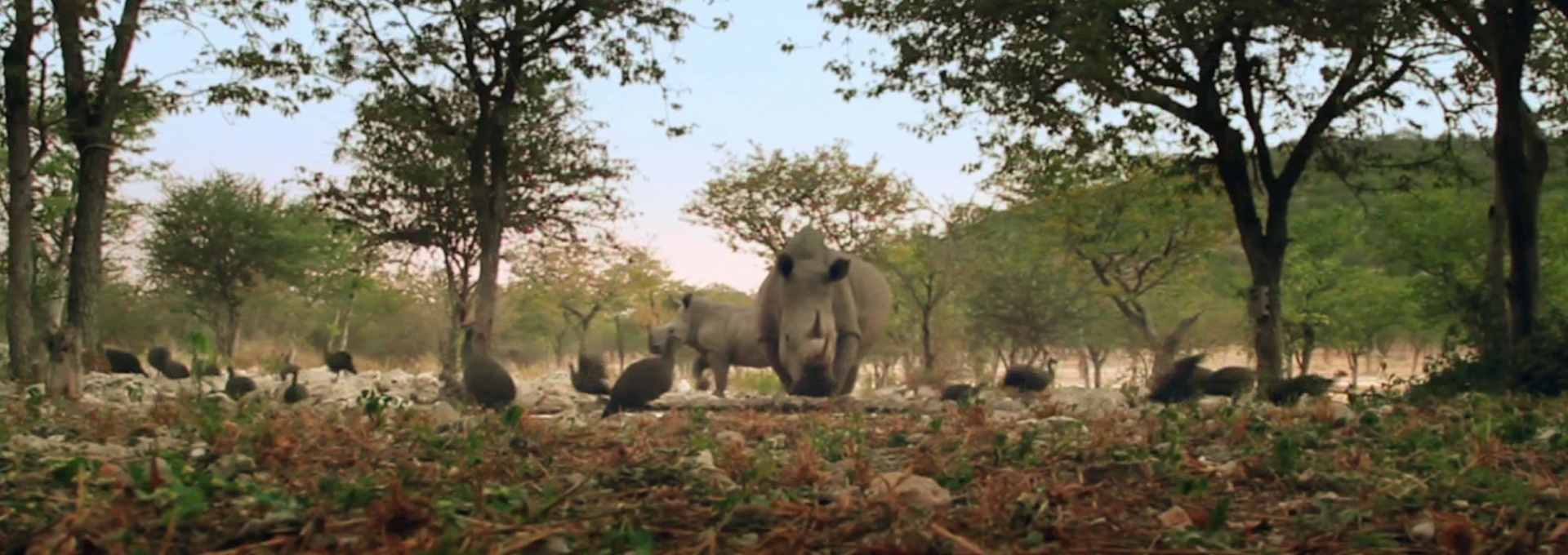 Beskrivende bilde relatert til innholdet i filmen "African Safari"