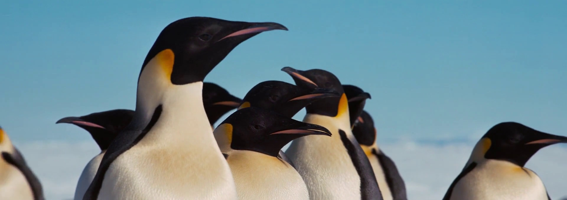 Beskrivende bilde relatert til innholdet i filmen "Antarktis"