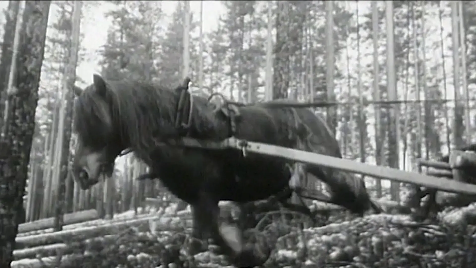 Beskrivende bilde relatert til innholdet i filmen "Skjønnheten eller udyret"