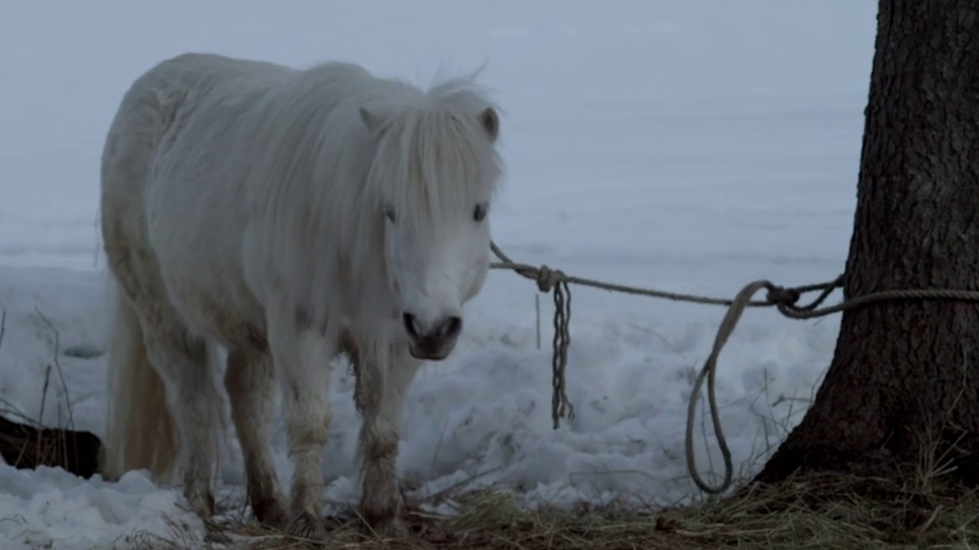 Beskrivende bilde relatert til innholdet i filmen "Levis hest"