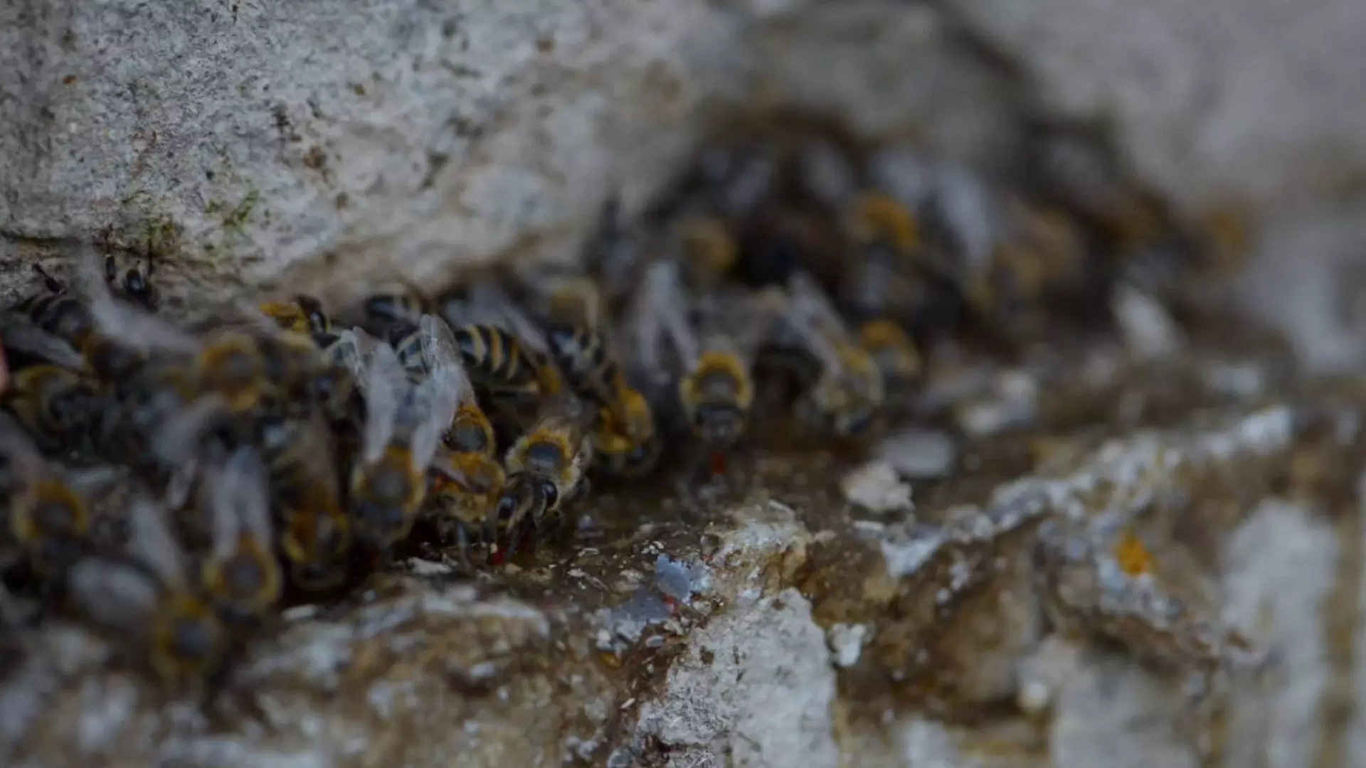 Beskrivende bilde relatert til innholdet i filmen "Honeyland"