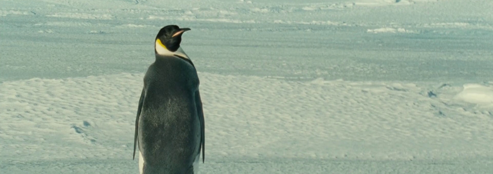 Beskrivende bilde relatert til innholdet i filmen "Pingvinenes marsj"