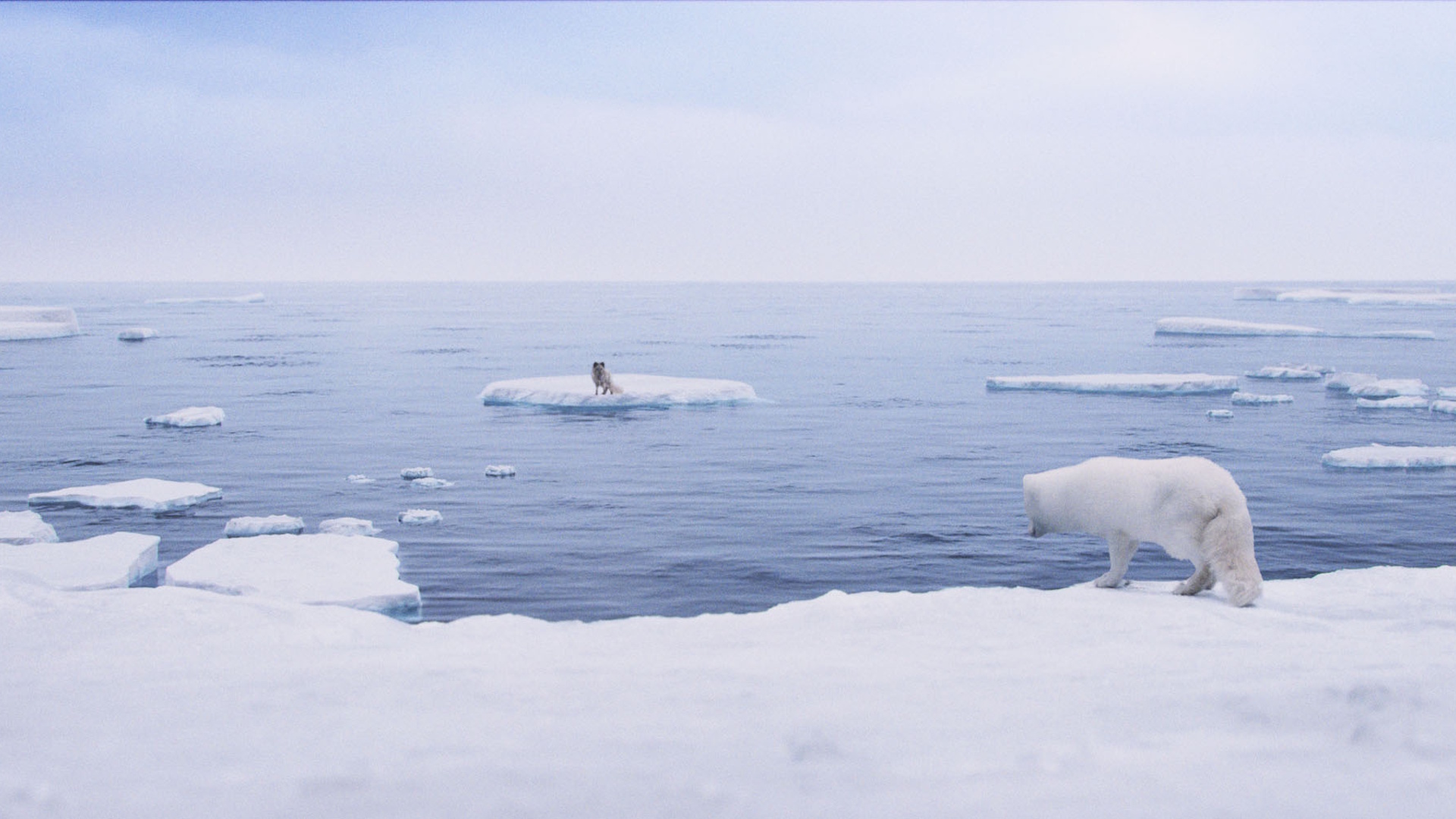 Stillbilde fra "Ask & Ylva - Snørevenes utrolige reise". Hvit fjellrev nær iskanten ser mot en annen rev på isflak i havet. Foto.