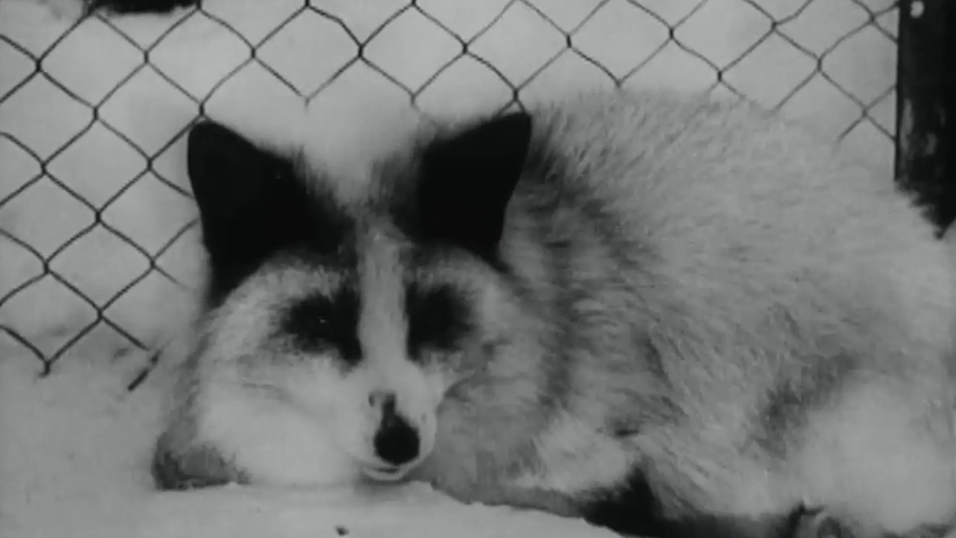 Beskrivende bilde relatert til innholdet i filmen "Norsk Films revy nr. 23, 1942"
