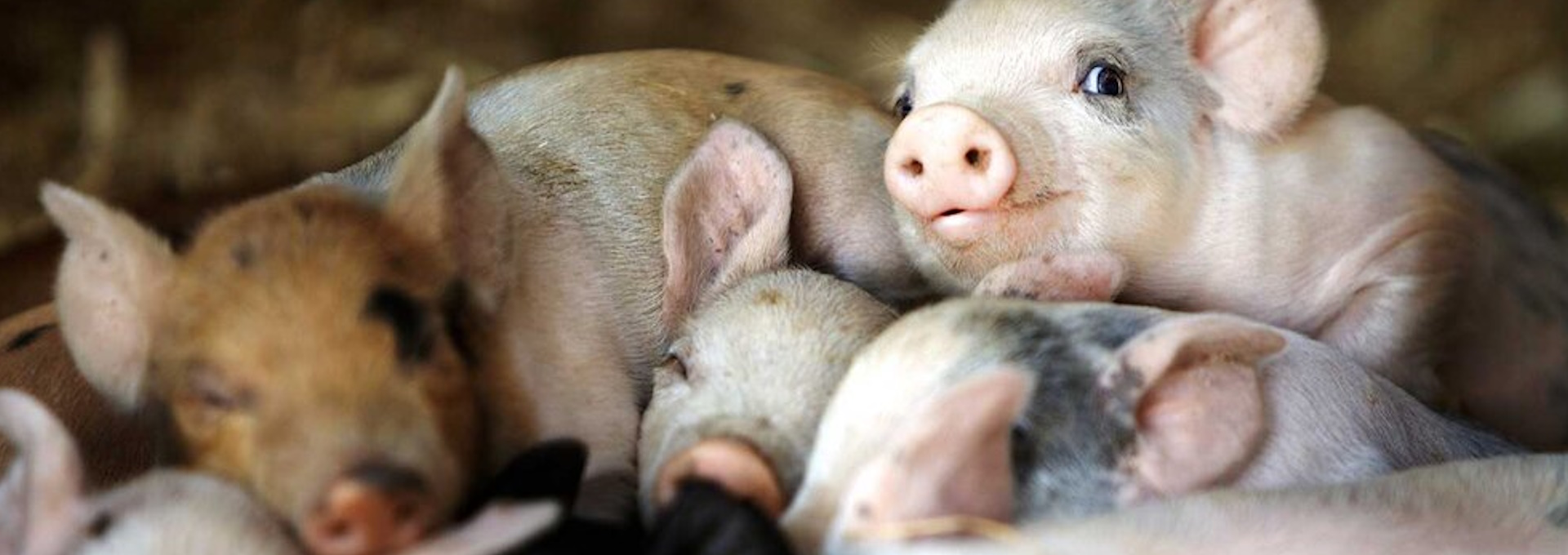 Beskrivende bilde relatert til innholdet i filmen "The Biggest little farm"