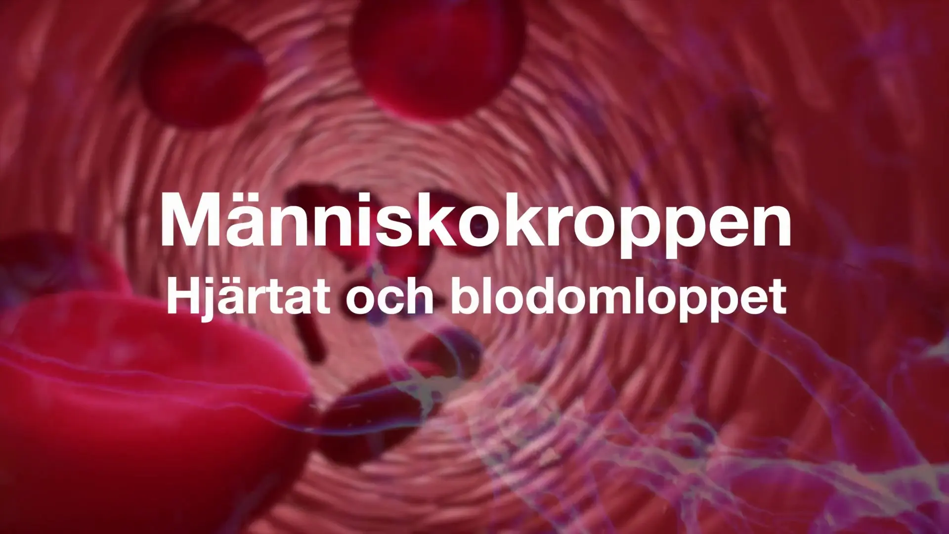 Beskrivende bilde relatert til innholdet i filmen "Menneskekroppen - hjertet og blodsirkulasjonen"