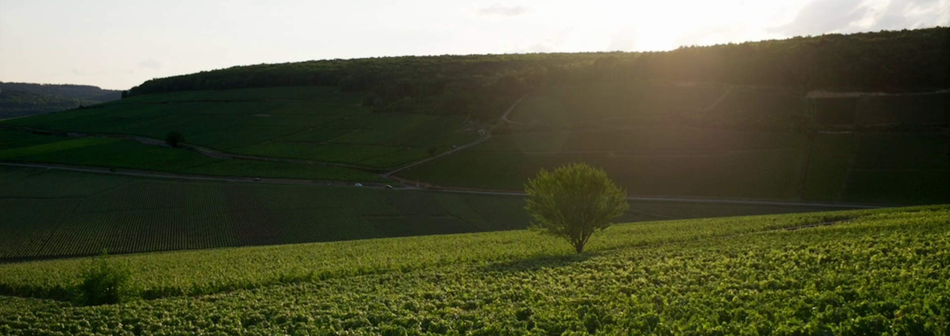 Beskrivende bilde relatert til innholdet i filmen "Vår vingård i Bourgogne"