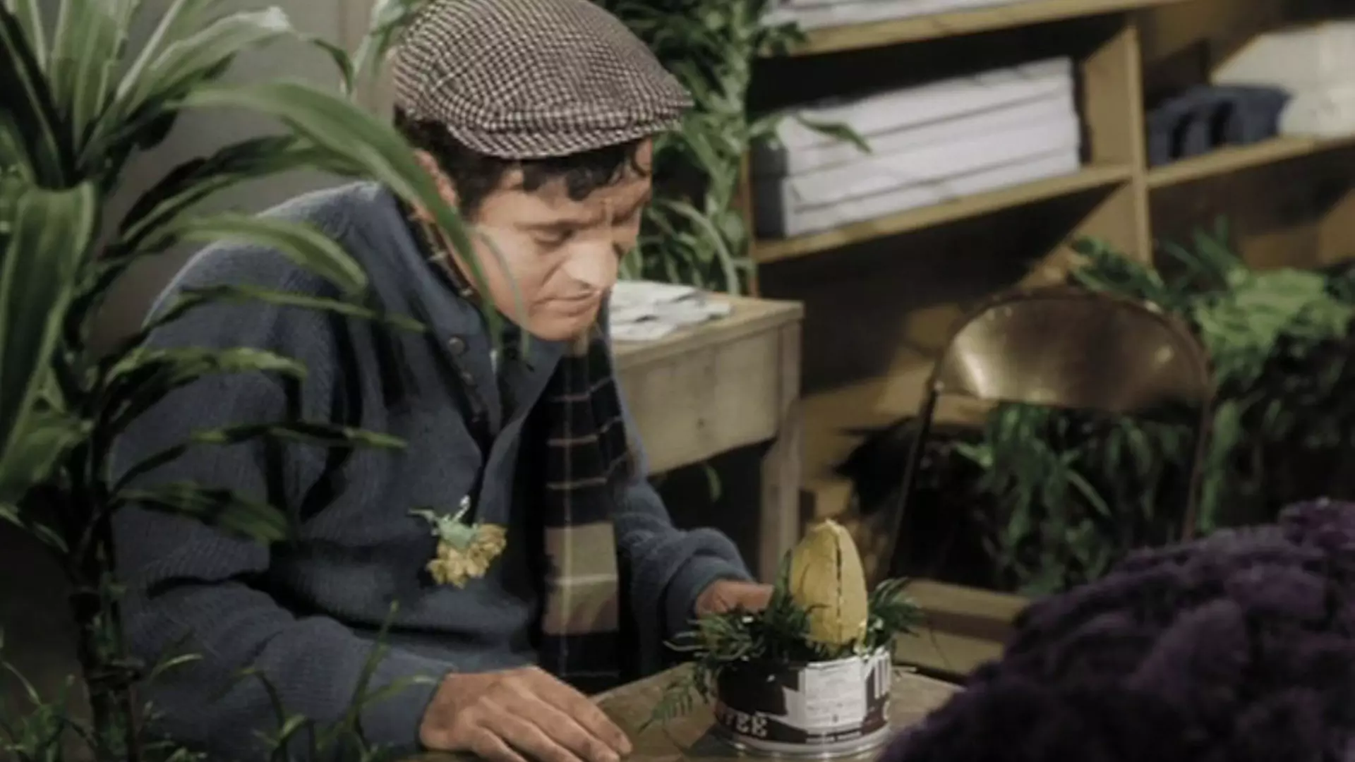 Beskrivende bilde relatert til innholdet i filmen "The little shop of horrors"