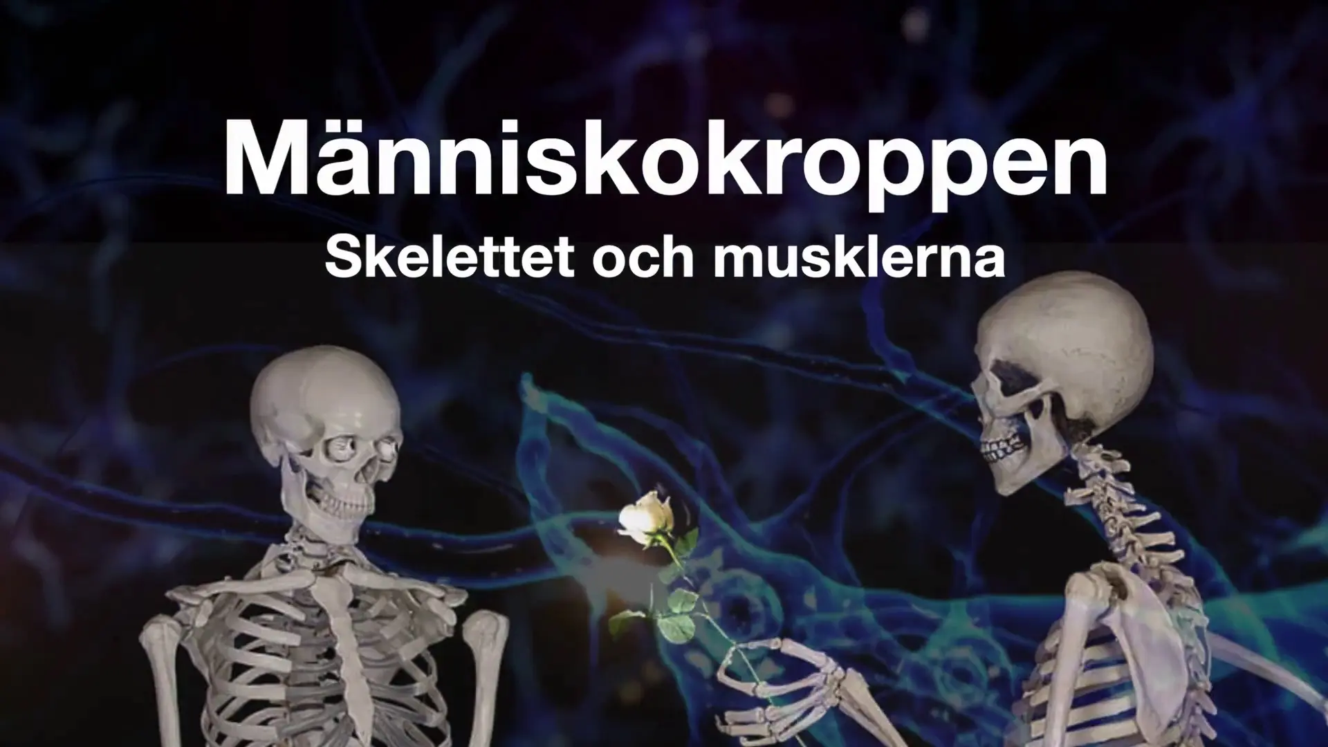 Beskrivende bilde relatert til innholdet i filmen "Menneskekroppen - skjelettet og musklene"