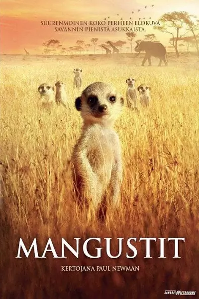 The Meerkats Poster