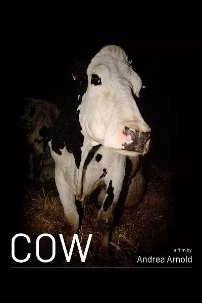 Cow Poster