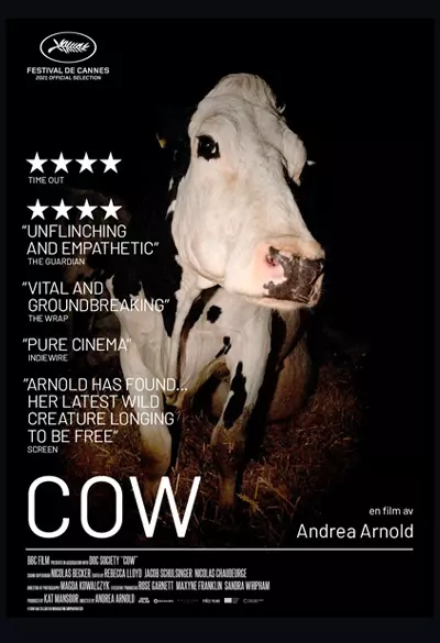 Cow Poster