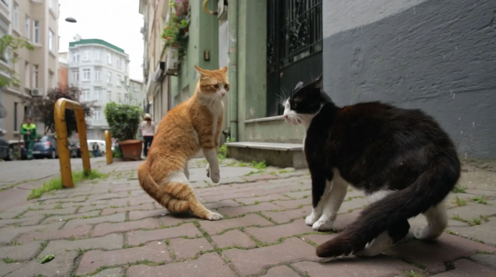8. august er kattens dag!